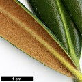 SpeciesSub: subsp. heptamerum var. micranthum